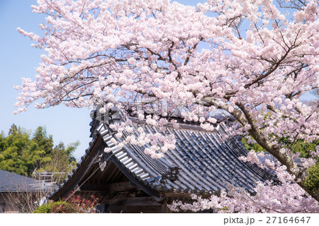 福聚寺の桜 福聚寺の桜 27164647