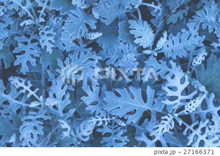 leaf of the silver cineraria, cool tone photo. leaf of the silver cineraria, cool tone photo. 27166371