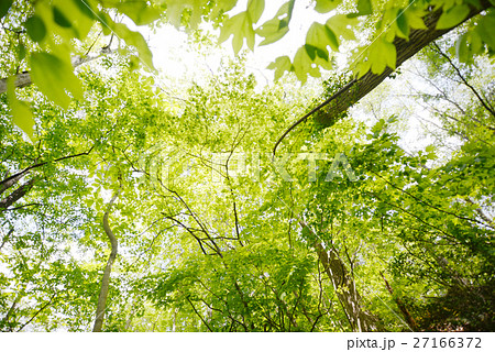 新緑　森　緑　エコ　エコロジー　環境　eco　木　リラックス　森林浴　レジャー　アウトドア　緑背景　 27166372