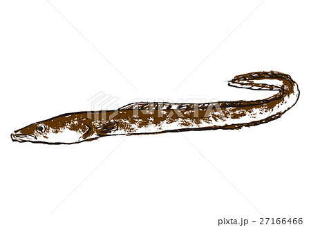 あなご 穴子 水彩画 水墨画のイラスト素材 あなご 穴子 水彩画 水墨画のイラスト素材