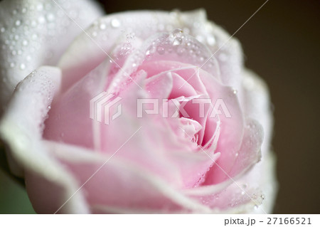 花 フラワー お花 27166521