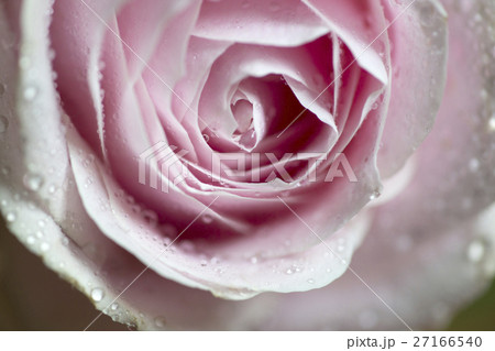 花 フラワー お花 27166540