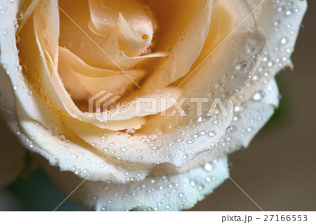 花 フラワー お花 27166553