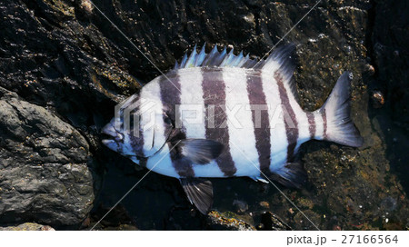 35㎝のイシダイ 35㎝のイシダイ 27166564