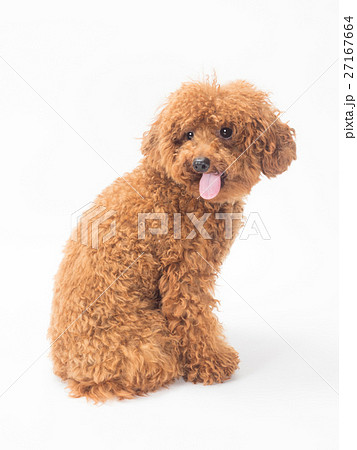 舌を出したトイプードルの写真素材 [27167664] - PIXTA