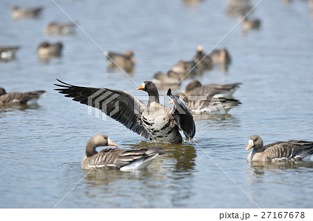 宮島沼のマガン 宮島沼のマガン 27167678
