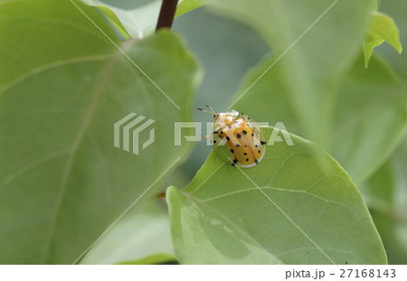 昆虫 虫 蟲 27168143
