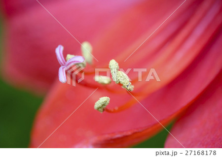 紅花 ベニバナ べにばな 27168178