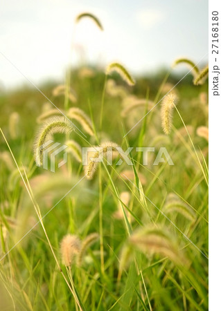 ねこじゃらし エノコログサ ネコジャラシ 27168180