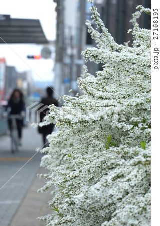 白い花 白花 白色の花 27168195