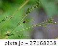 紅娘 てんとうむし てんとう虫 27168238