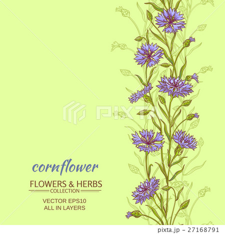 cornflower  vector background 27168791