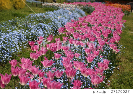 馬見丘陵公園のチューリップ 27170027