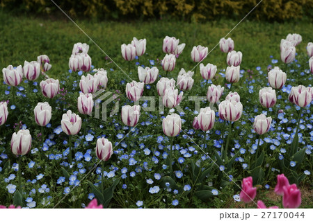 馬見丘陵公園のチューリップ 27170044