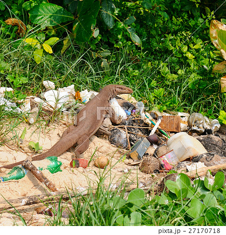giant lizard on a garbage dump giant lizard on a garbage dump 27170718