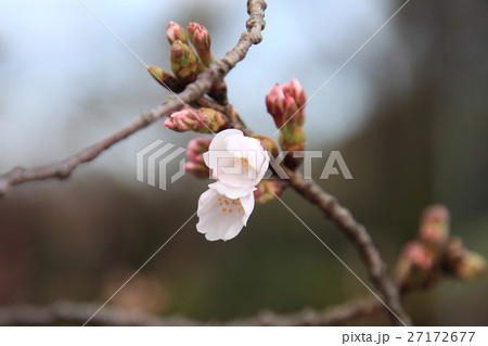 満開の桜 27172677