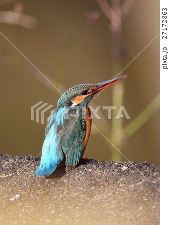 カワセミ　♀ 27172863