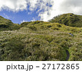 陽明山 すすき 薄 27172865