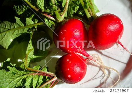 冬野菜、赤かぶの収穫 27172907