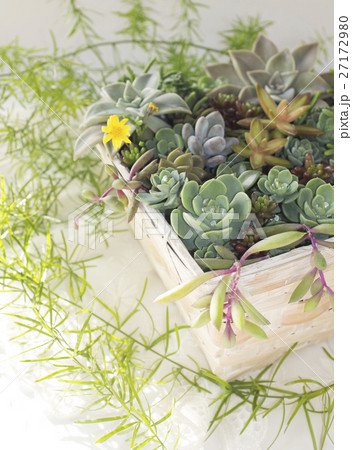多肉植物の寄せ植え 多肉植物の寄せ植え 27172980