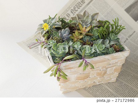 多肉植物の寄せ植え 27172986