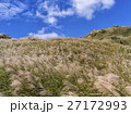 すすき 薄 すすきの 27172993