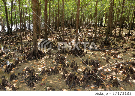 石垣島のヒルギ林 石垣島のヒルギ林 27173132