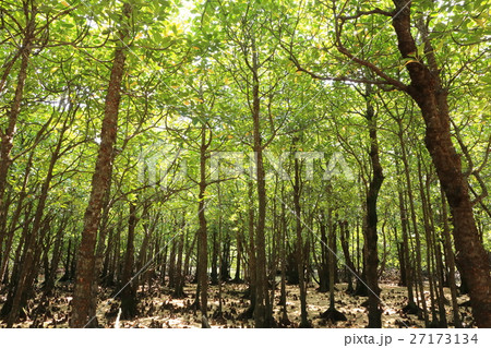石垣島のヒルギ林 石垣島のヒルギ林 27173134