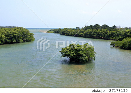 石垣島のヒルギ林 27173136