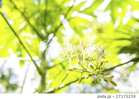 石垣島のパパイアの花 石垣島のパパイアの花 27173259