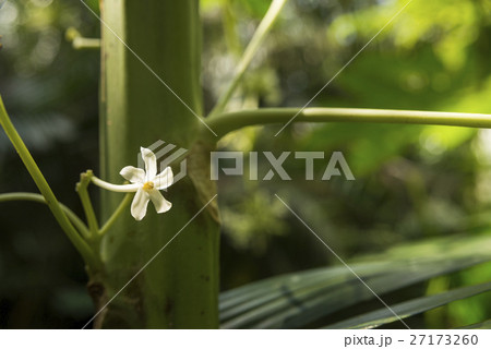 石垣島のパパイアの花 27173260