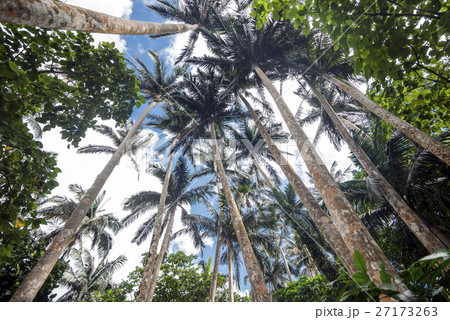 石垣島・米原のヤエヤマヤシ群落 石垣島・米原のヤエヤマヤシ群落 27173263