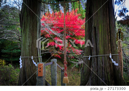 武雄神社の夫婦杉 武雄神社の夫婦杉 27173300