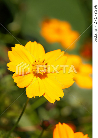 コスモス 27173596