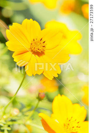 コスモス 27173599
