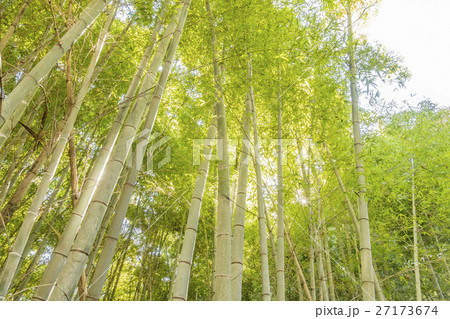 竹林 竹林 27173674