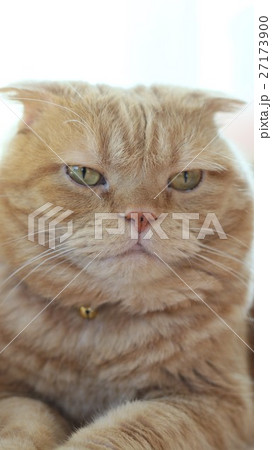 目つきの悪い猫の写真素材