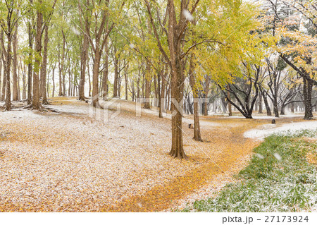 東京_紅葉に積もる初雪 27173924