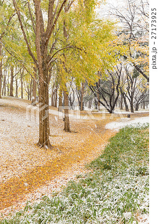 東京_紅葉に積もる初雪 27173925