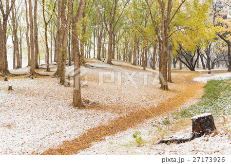東京_紅葉に積もる初雪 東京_紅葉に積もる初雪 27173926