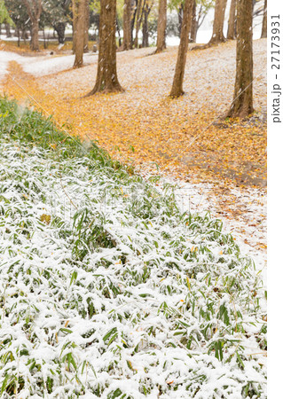 東京_紅葉に積もる初雪 東京_紅葉に積もる初雪 27173931