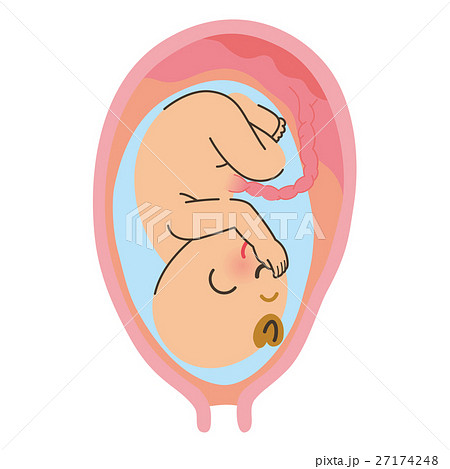 お腹の中の赤ちゃん お腹の中の赤ちゃん 27174248