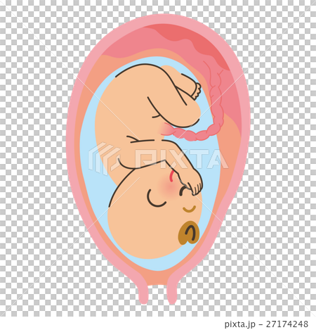 お腹の中の赤ちゃん お腹の中の赤ちゃん 27174248