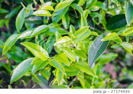 fresh organic tea bud & leaves 27174930