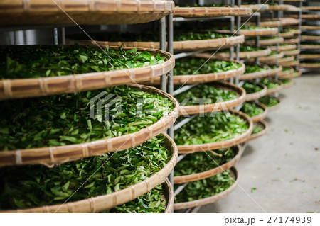 fresh organic tea bud & leaves 27174939
