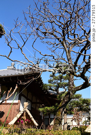 寒ぼたん　石光寺 27179515