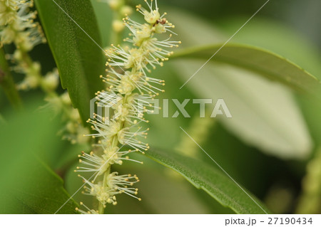 自然　植物　オキナワジイ、二月下旬の石垣島。雄花が満開です 27190434