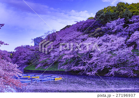 満開のソメイヨシノ、市ヶ谷の桜100選 満開のソメイヨシノ、市ヶ谷の桜100選 27196937