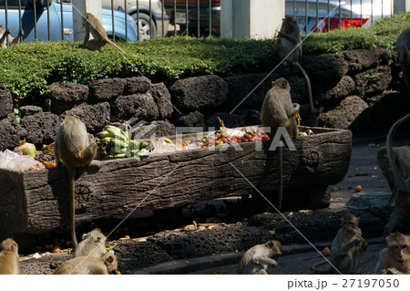タイ中部ロッブリー県「サーン・プラ・カーン」のサルの餌やり場 27197050