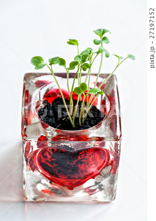 Group of green sprouts growing out from glass of 27197152